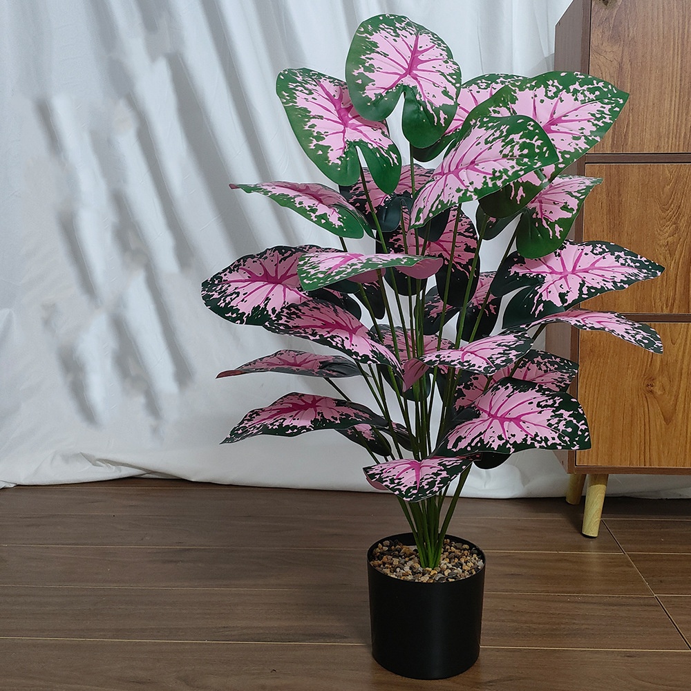 Розовые листья, горшечные раст – обзор и цена Bonsai Garden Zen